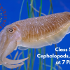 People's U., Marine Biology, Class 5: Cephalopods